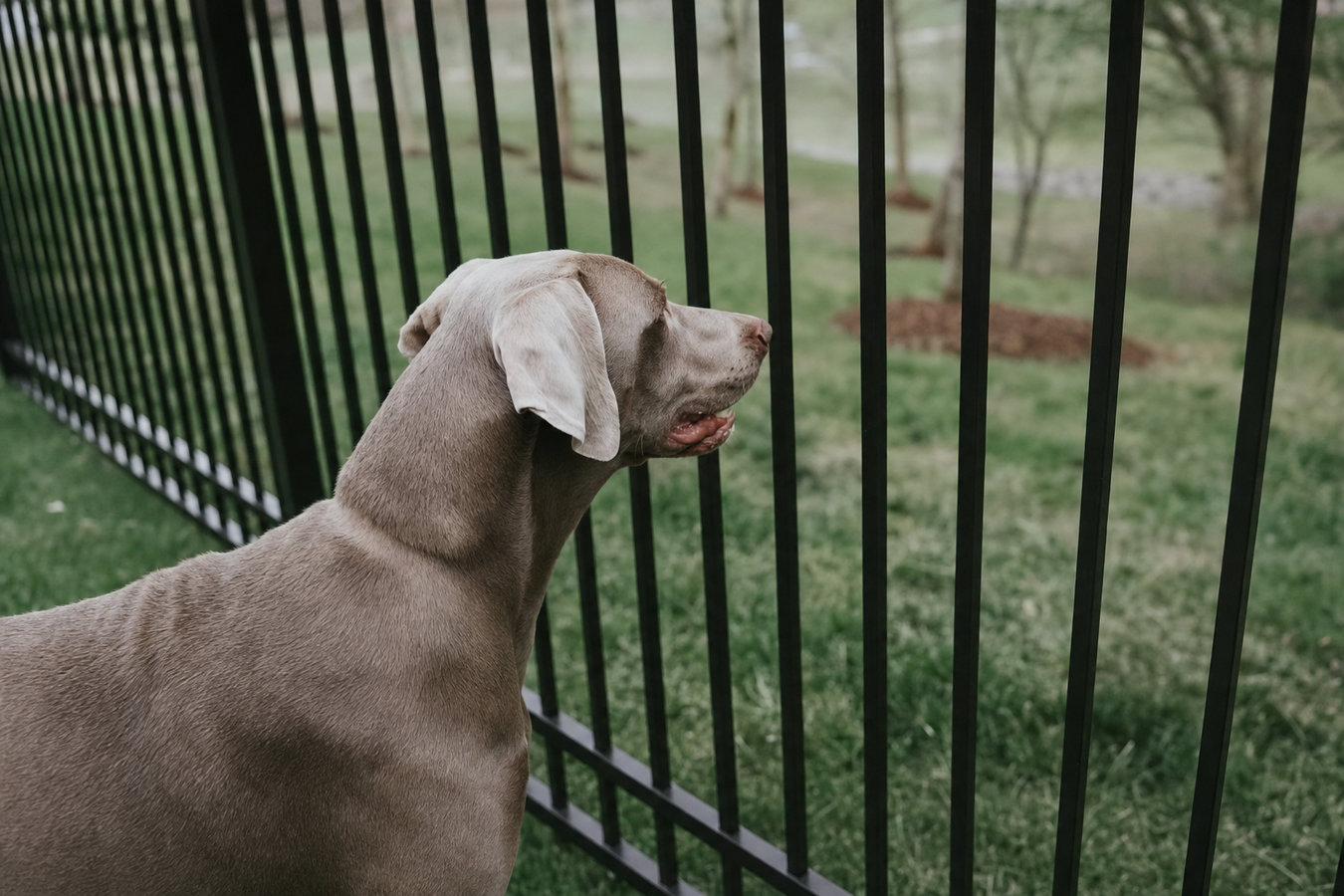 Pet and dog fencing